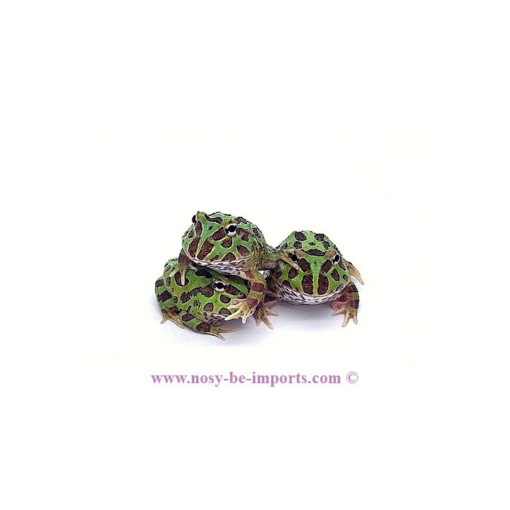 Ceratophrys cranwelli verte ELEVAGE