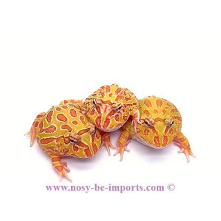 Ceratophrys cranwelli albinos ELEVAGE
