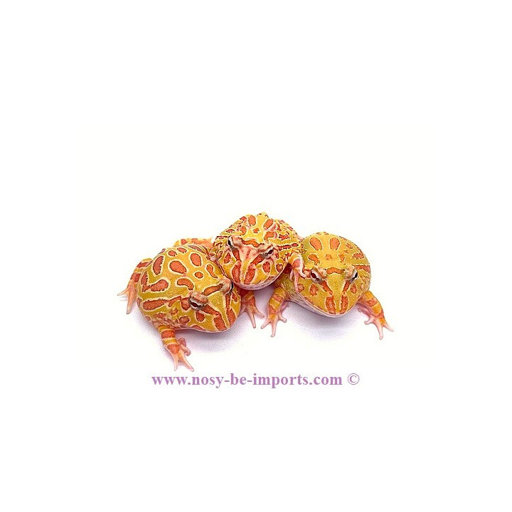 Ceratophrys cranwelli albinos ELEVAGE