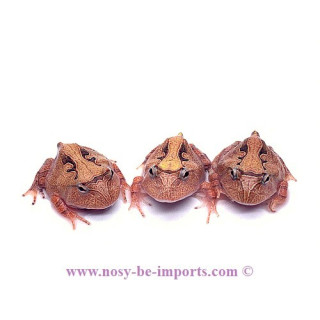 Ceratophrys cranwelli café ELEVAGE