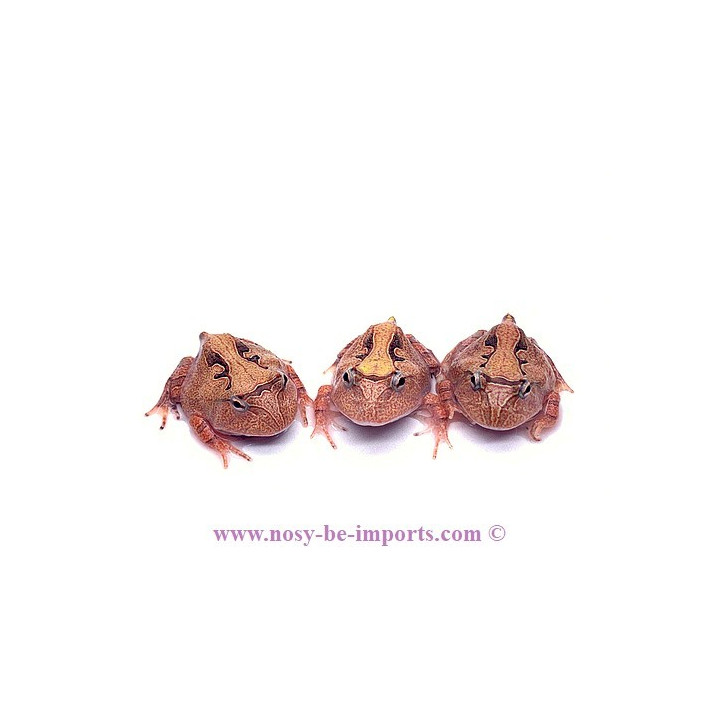 Ceratophrys cranwelli café ELEVAGE