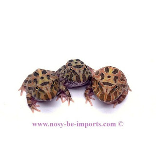 Ceratophrys cranwelli camouflage ELEVAGE