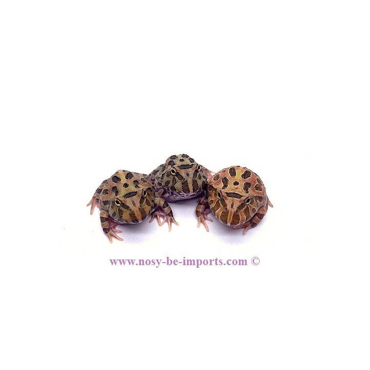 Ceratophrys cranwelli camouflage ELEVAGE