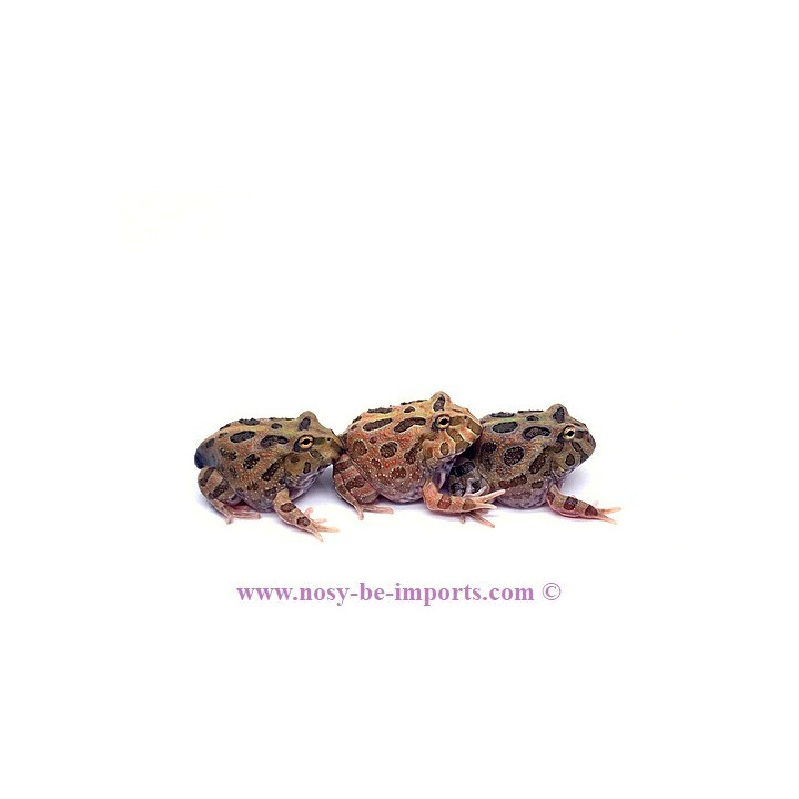 Ceratophrys cranwelli camouflage ELEVAGE