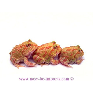 Ceratophrys cranwelli abricot ELEVAGE