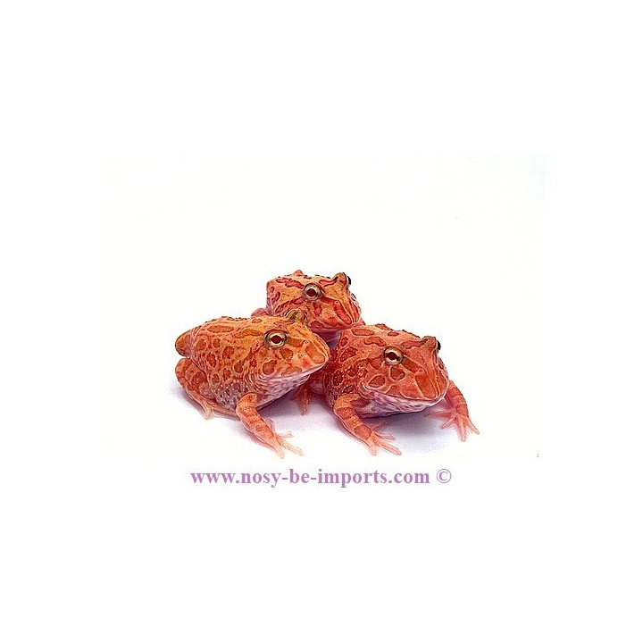 Ceratophrys cranwelli Strawberry ELEVAGE