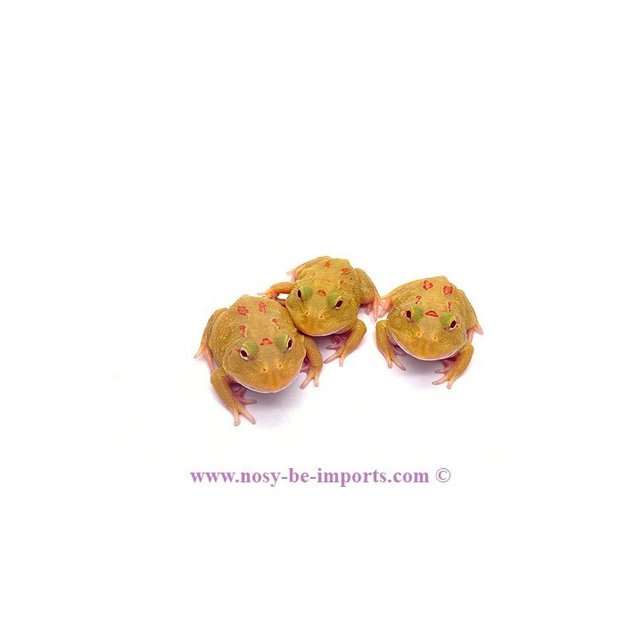Ceratophrys cranwelli Pikachu ELEVAGE