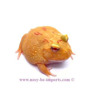 Ceratophrys cranwelli Pikachu ELEVAGE