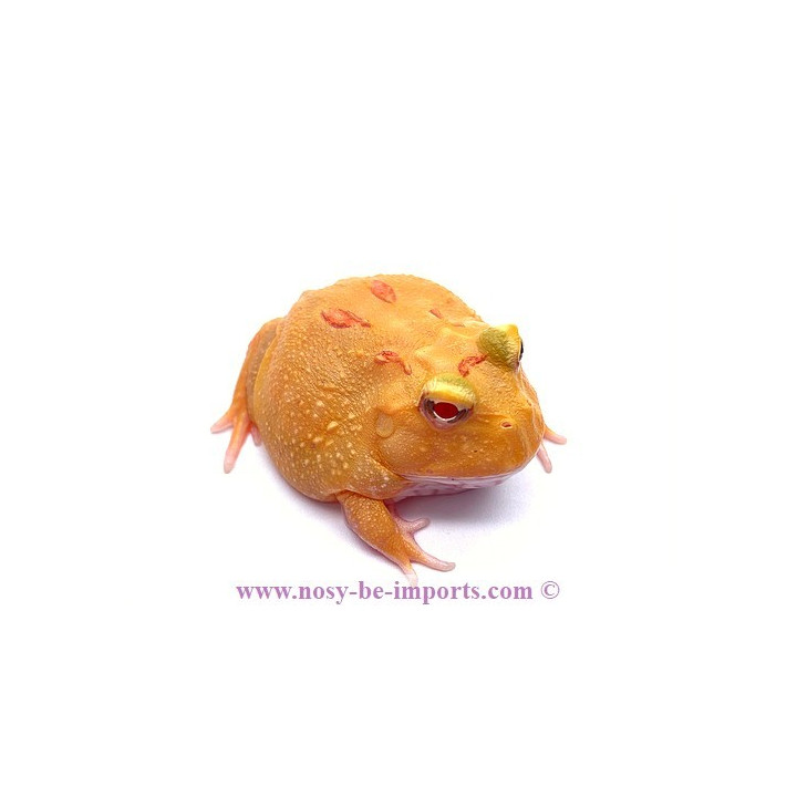 Ceratophrys cranwelli Pikachu ELEVAGE