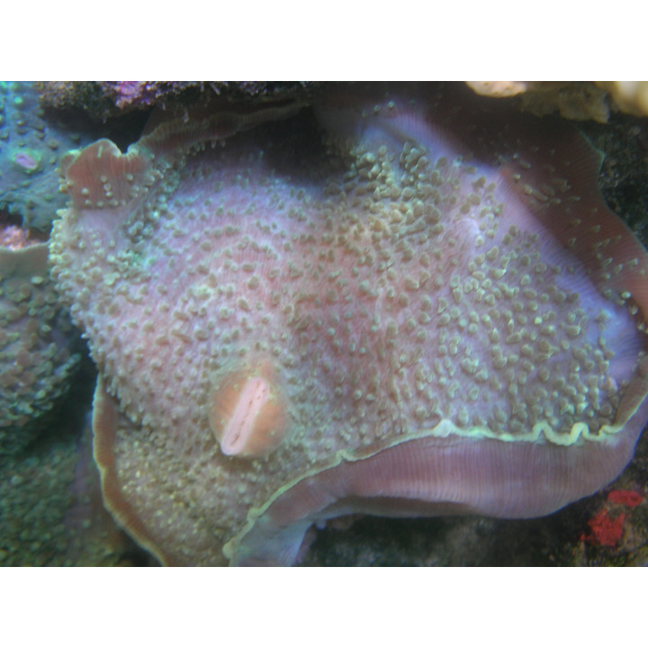 Amplexidiscus fenestrafer