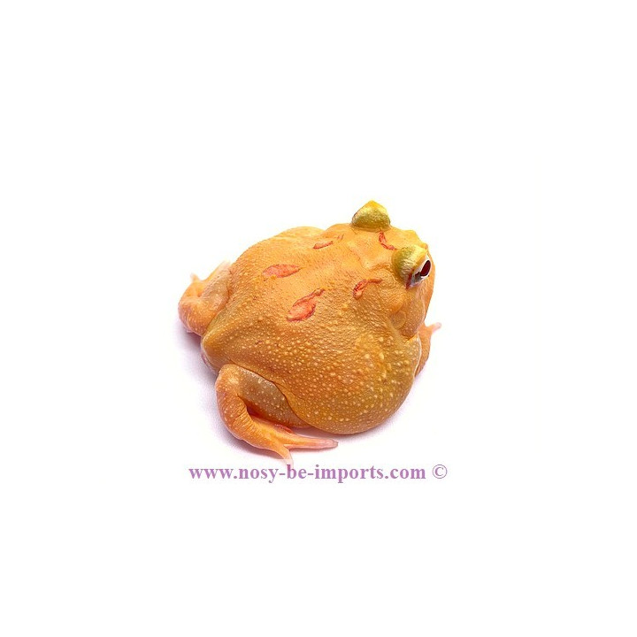 Ceratophrys cranwelli Pikachu ELEVAGE