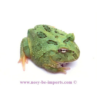 Ceratophrys cranwelli Peppermint ELEVAGE