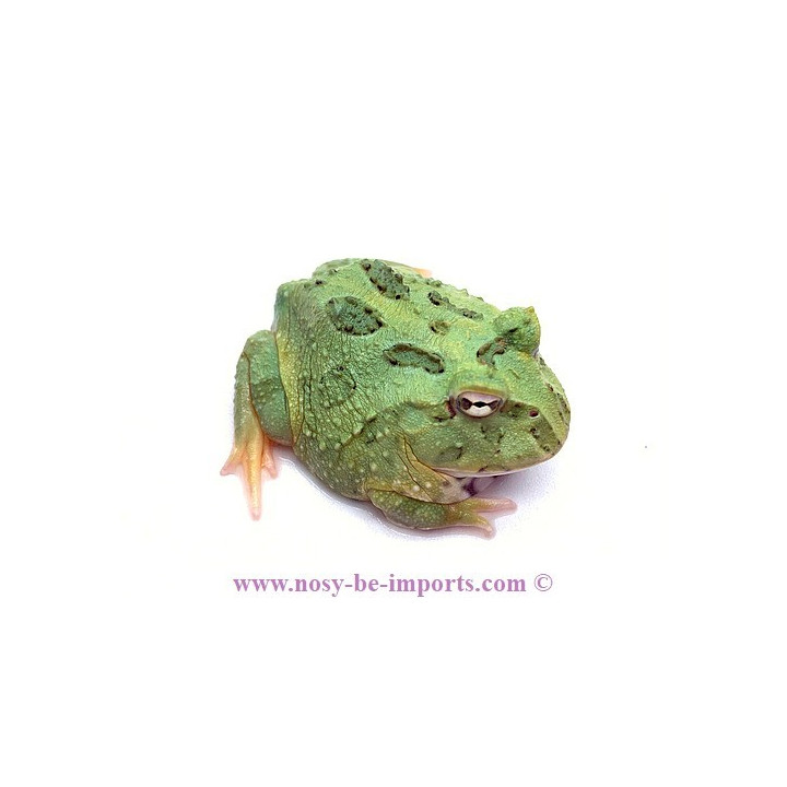 Ceratophrys cranwelli Peppermint ELEVAGE