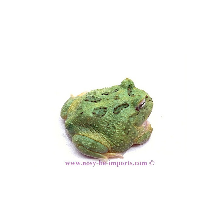 Ceratophrys cranwelli Peppermint ELEVAGE