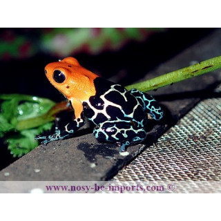 Ranitomeya fantastica Monte Cristo