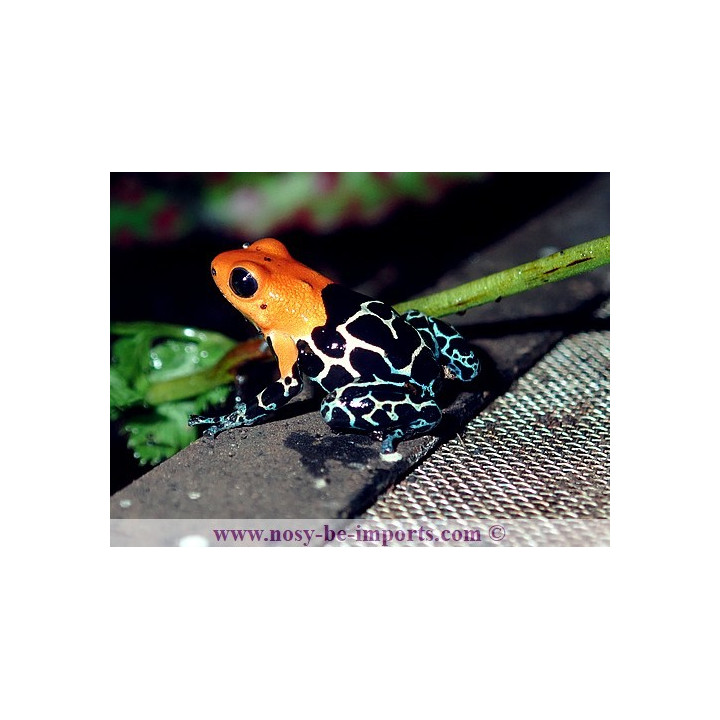 Ranitomeya fantastica Monte Cristo