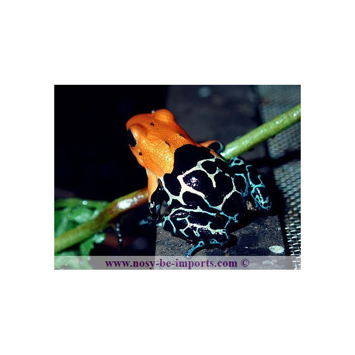 Ranitomeya fantastica Monte Cristo
