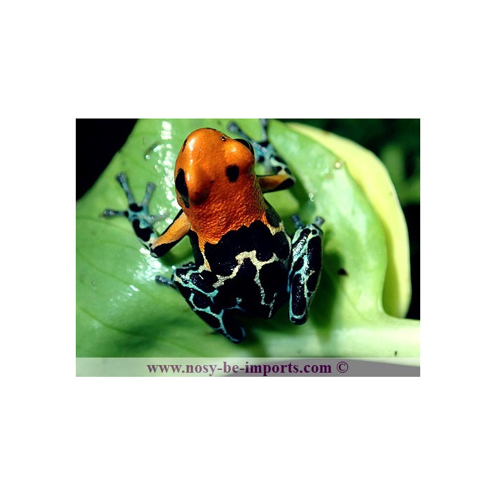 Ranitomeya fantastica Monte Cristo