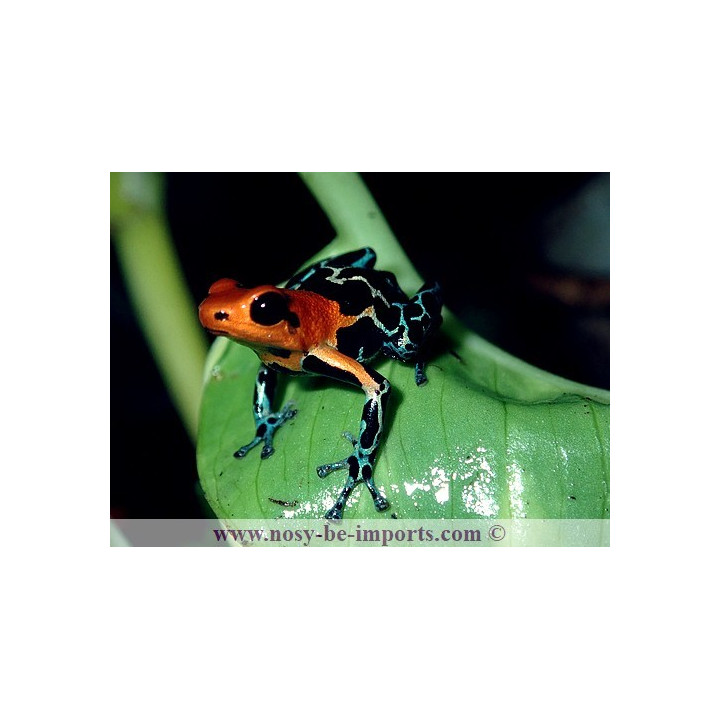 Ranitomeya fantastica Monte Cristo