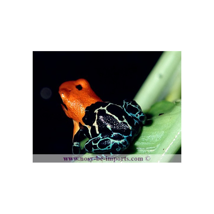 Ranitomeya fantastica Monte Cristo