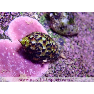 Euplica varians