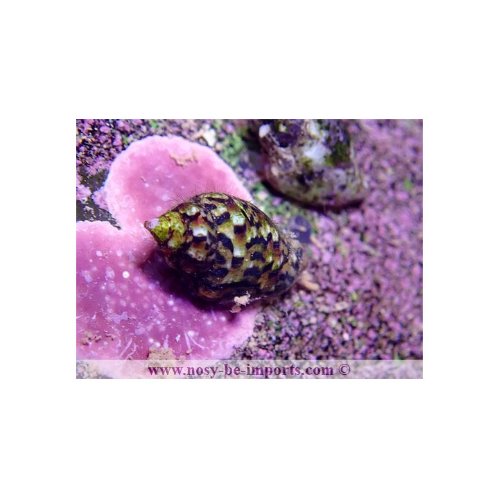 Euplica varians