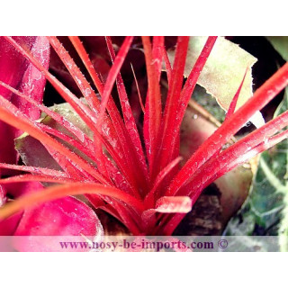 Neophytum Burgandy Hill