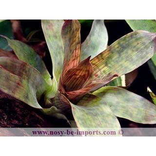 Vriesea gigantea nova