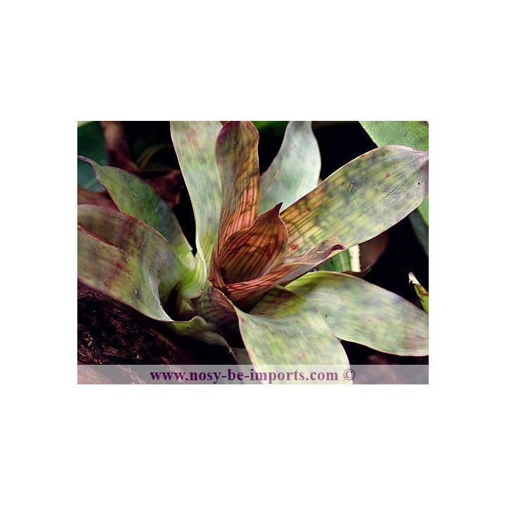 Vriesea gigantea nova