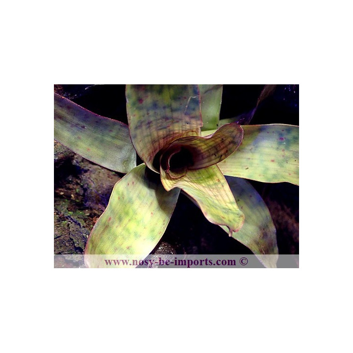 Vriesea gigantea nova