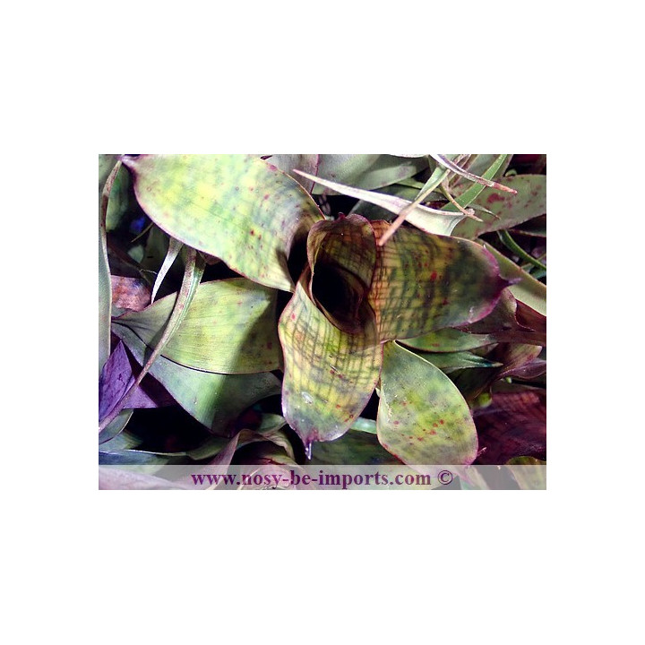Vriesea gigantea nova