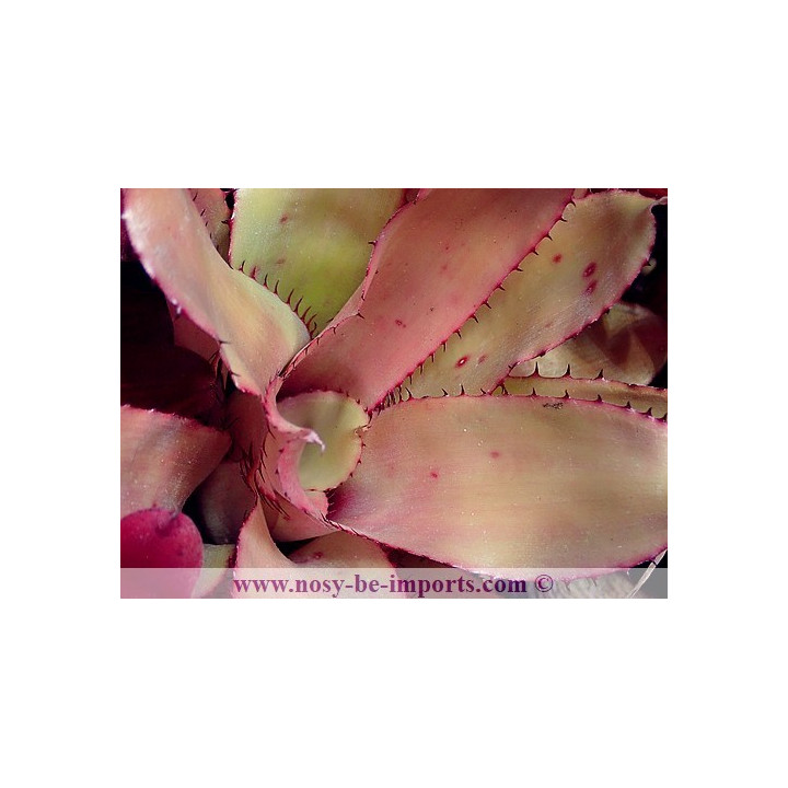 Aechmea pineliana var. pineliana