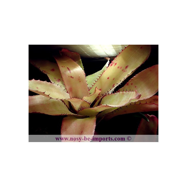 Aechmea pineliana var. pineliana