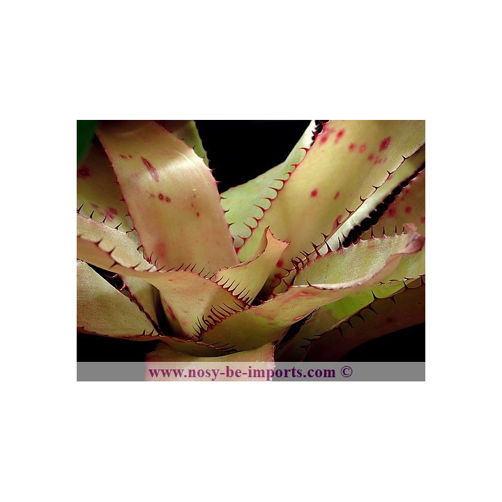 Aechmea pineliana var. pineliana