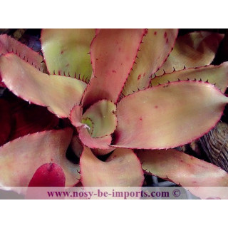 Aechmea pineliana var. pineliana