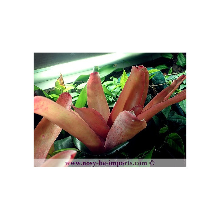 Neoregelia farinosa