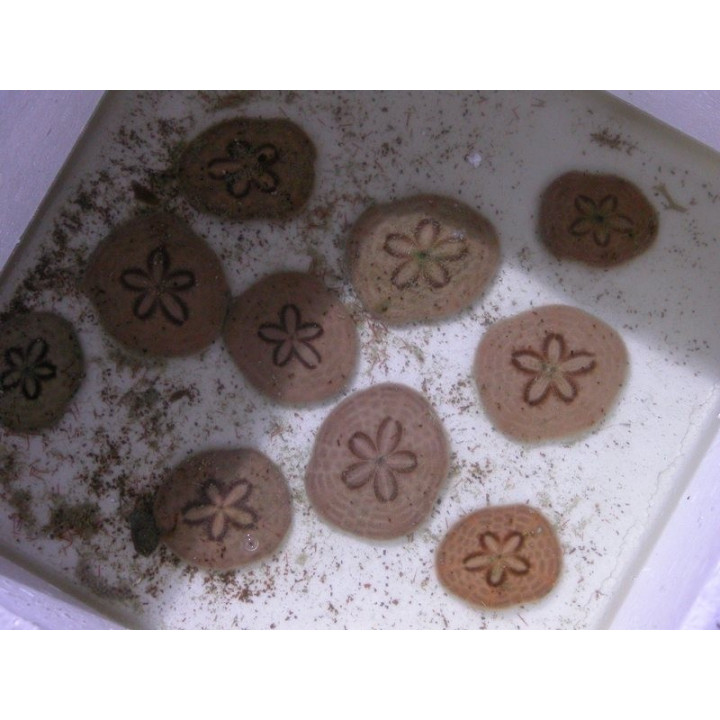 Clypeaster sp. - oursin des sables - détritivores - aquarium eau de mer