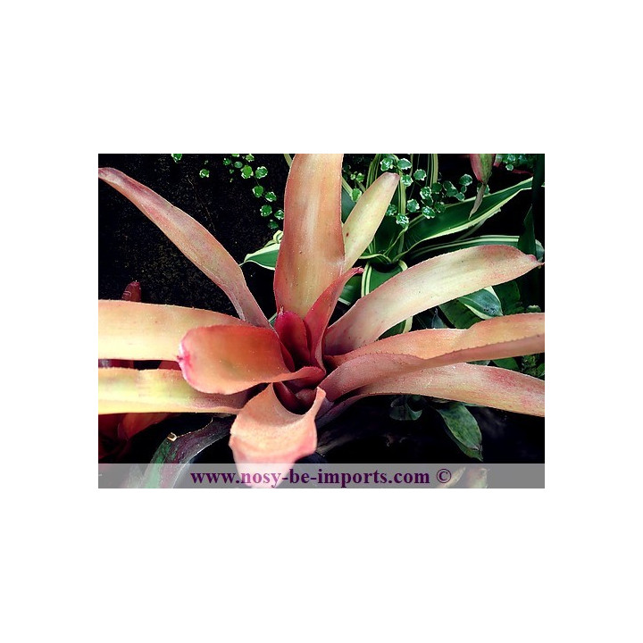 Neoregelia farinosa