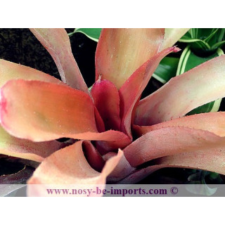 Neoregelia farinosa