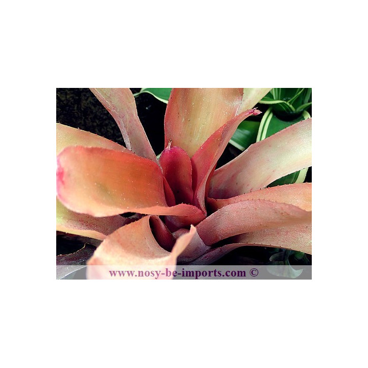Neoregelia farinosa