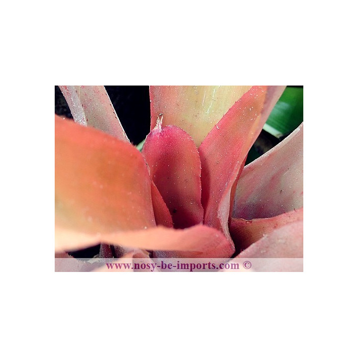 Neoregelia farinosa