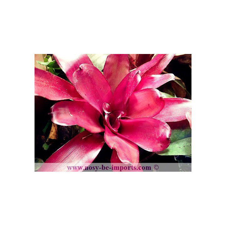 Neoregelia sp. "Iris"