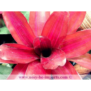 Neoregelia sp. "Iris"
