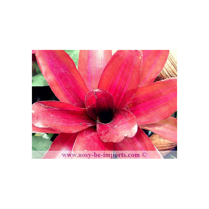 Neoregelia sp. "Iris"