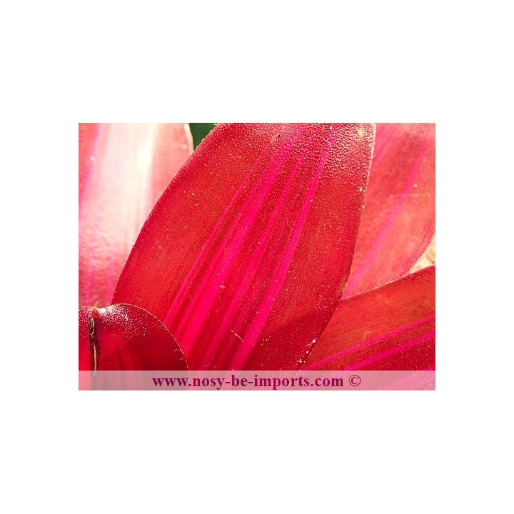 Neoregelia sp. "Iris"