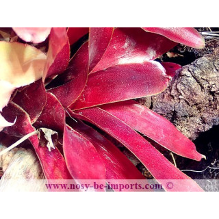 Neoregelia grapevine