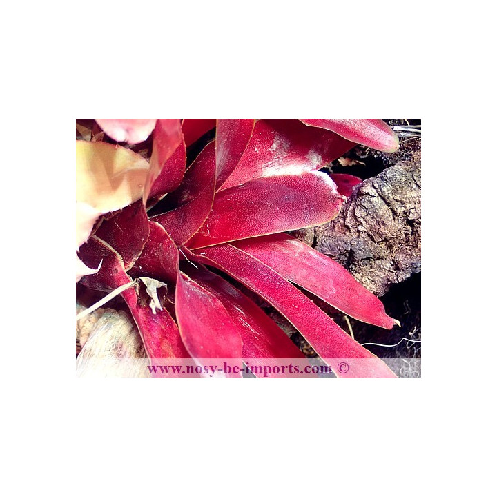 Neoregelia grapevine