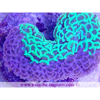 Euphyllia ancora bicolor spécial WYSIWYG 13112020-1