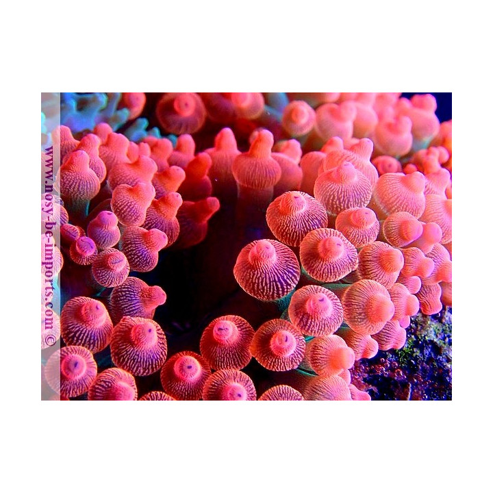 Entacmea quadricolor rouge WYSIWYG 13112020-4
