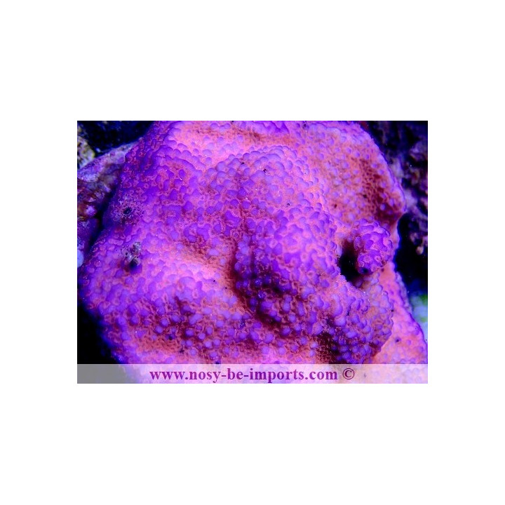 Montipora sp. WYSIWYG 13112020-5